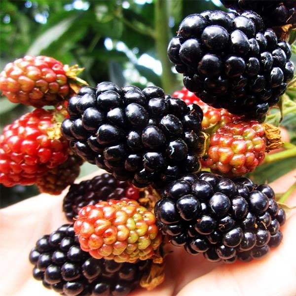 Выращивание и обрезка сорта ежевики Небеса: описание, сроки созревания Ежевика Небеса могут подождать описание сорта выращивание обрезка сроки созревания